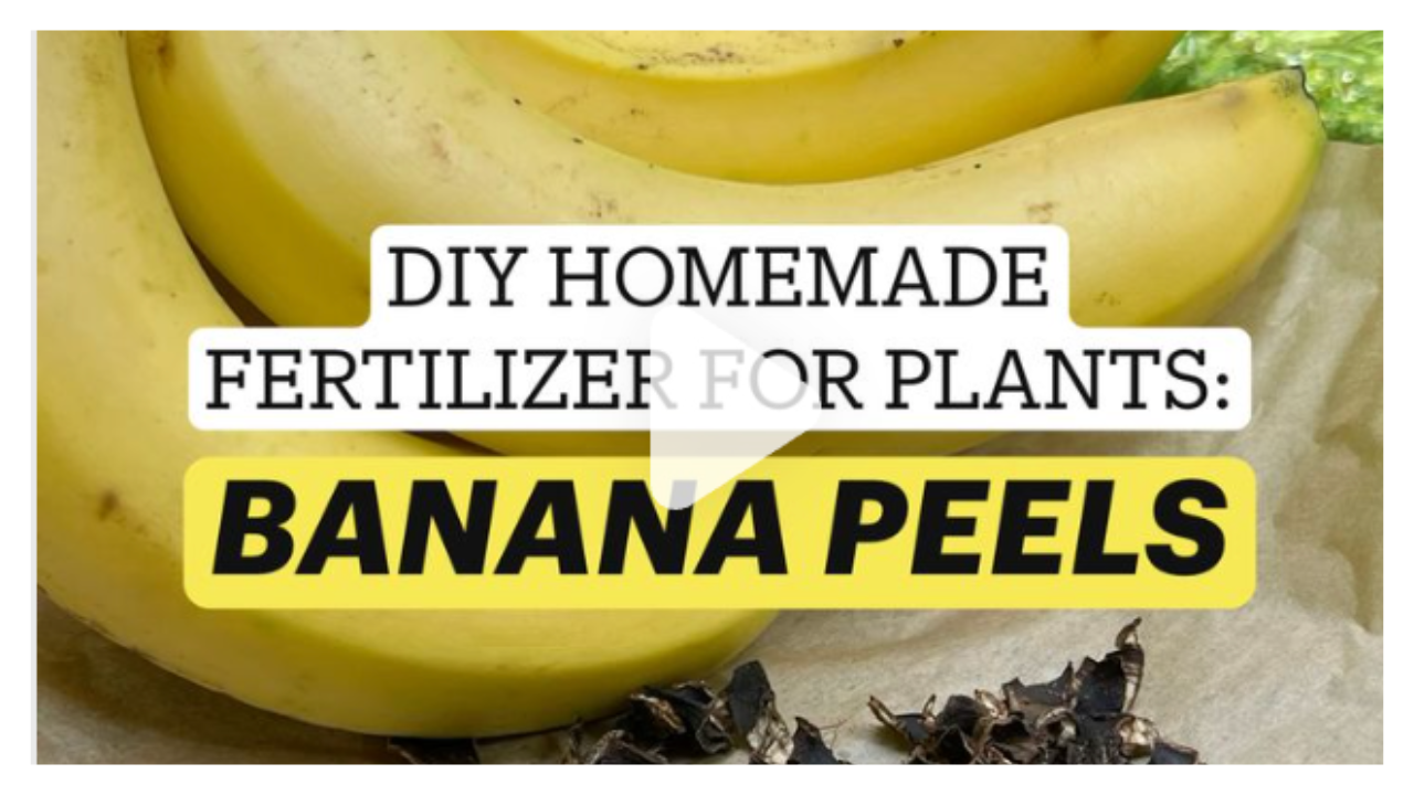 Homemade fertiliser using banana peels